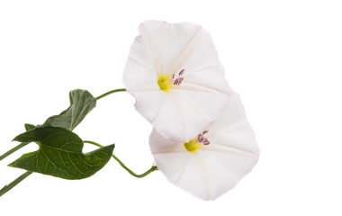 bindweed meadow isolated