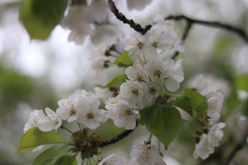 Macro d'arbre en fleur au printemps