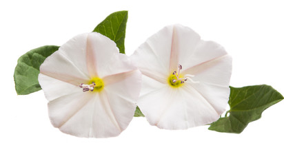 bindweed meadow isolated