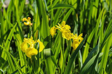 Close up of yellow flag, yellow iris or water flag (Iris pseudacorus) flower blooming in spring