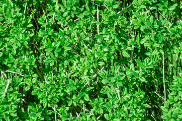 Natural green leaf wall, Texture background