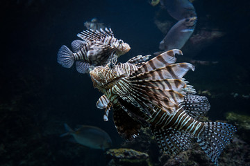 Lionfish (Pterois miles)