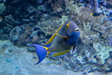 Fototapeta na wymiar Pencil surgeonfish (Acanthurus dussumieri) or eye-stripped surgeonfish