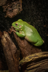 White-lipped tree frog (Litoria infrafrenata)