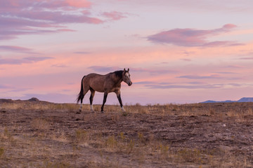 Wild Horse in a Desert Sunset