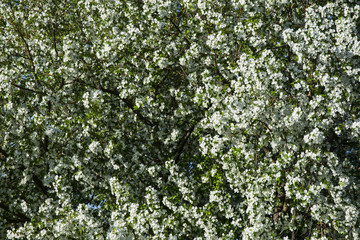 Fototapeta premium apple-tree with flowers