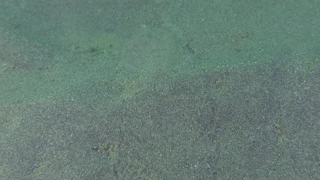 Flounder Scaldback (Arnoglossus kessleri) slowly crawls along the seabed far from the camera.