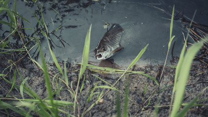 Grayling is caught on a fly. Fly fishing.