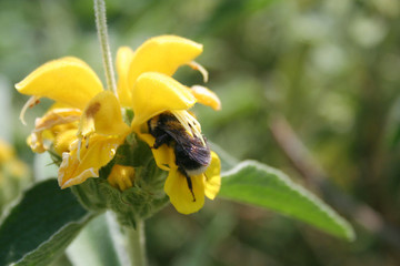 Bumblebee on  yellow Jerusalem sage flower. Phlomis fruticosa wild plant 