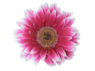 gerbera flower with pink tint close-up on white background
