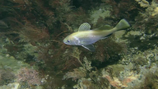 Brown meagre or corb (Sciaena umbra) swims among the brown algae, then leaves the frame.