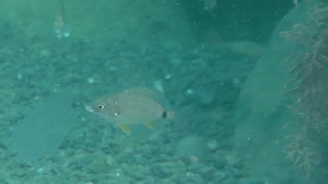 Two fish  Annular seabream (Diplodus annularis) eating moon jellyfish.