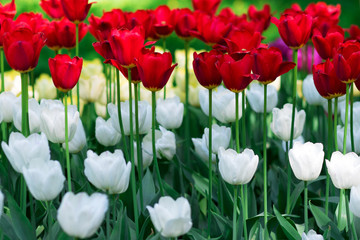 Fototapeta premium Tulips. Flower bed or garden with different varieties of tulips. 