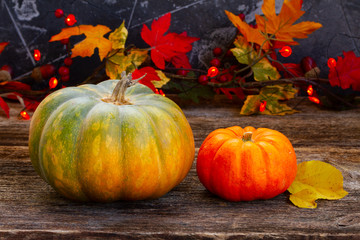 Fall harvest of pumpkins