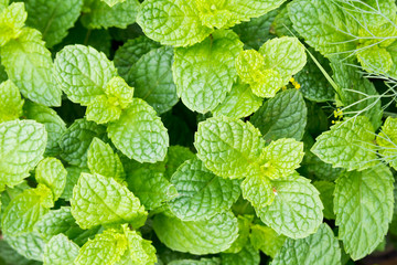 Fresh green leaves of organic basil close-up. Healthy eating.