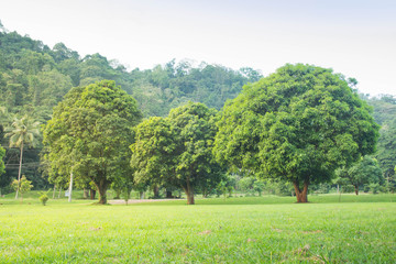 Grass with tree on the background of the mountain