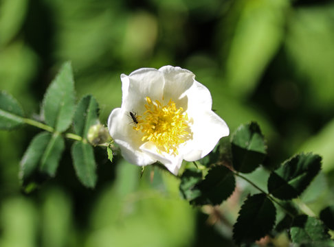 Sage Leaved Rock Rose Or Salvia Cistus (Cistus Salviifolius)