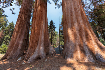 Giant Sequoias (Redwoods) in the worlds largest sequoia grove, Sequoia National Monument, California 