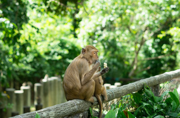 Fototapeta na wymiar Monkey eating banana,wild animal.
