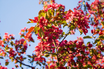 Beautiful sakura flower cherry blossom in spring. sakura tree flower on blue sky.