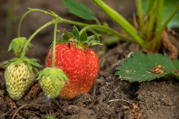 Ripe red strawberries still not ripped off