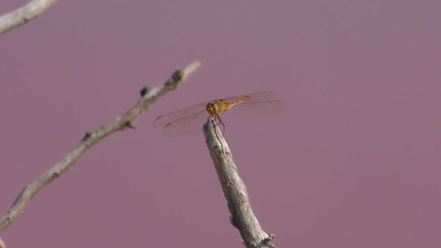 Vagrant darter (Sympetrum vulgatum) takes off and sits again on a dry tree branch.