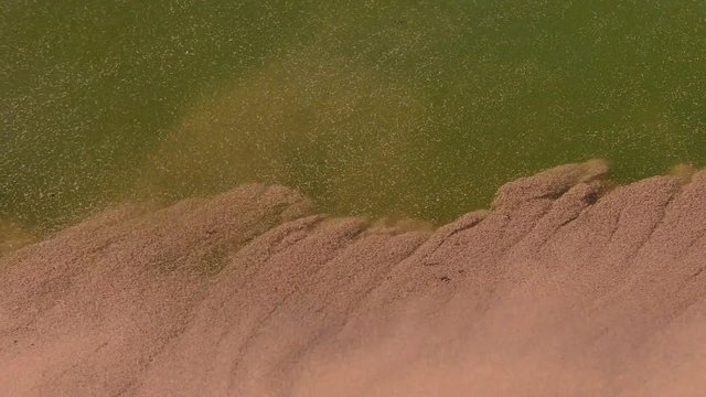 Eggs of Brine shrimp (Artemia salina) concentrated near the shore.