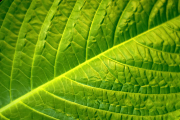 floral background - surface of a wide green leaf of a tropical plant with natural veins