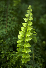 bright green juicy fresh leaf of fern (actually hepatic moss Jungermannia lycopodioides) on a dark blurry plant background