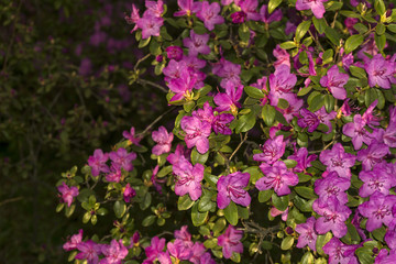 bushes of the rhododendron, ledebourii blooming with purple flowers in mountain forest in the spring..