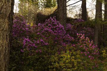 Fototapeta premium bushes of the Altai rhododendron blooming with purple flowers in mountain forest in the spring..