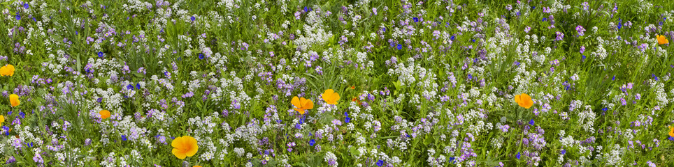 Fiori di Campo Colorati, Field Colored Flowers