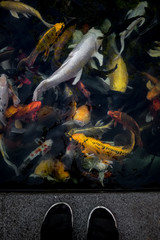 Koi fish in the pond