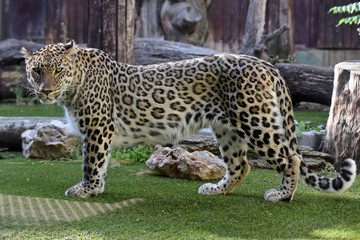 leopardo en españa
