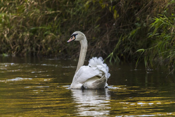 Höckerschwan (Cygnus olor)
