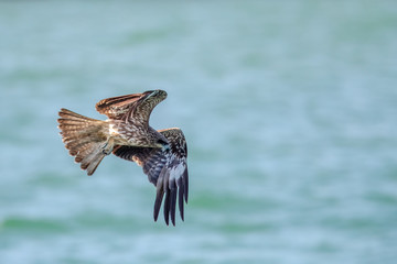 Black Kite  (Milvus migrans) in flight
