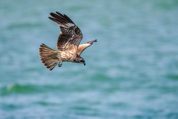 Black Kite  (Milvus migrans) in flight