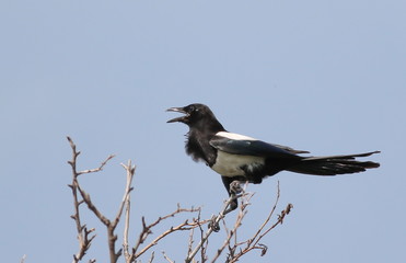 Eurasian Magpie on branch, pica pica