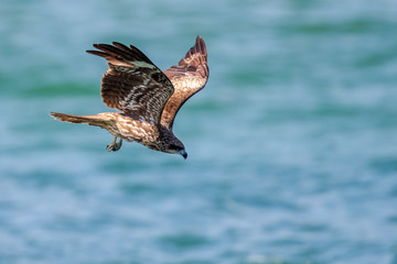 Black Kite  (Milvus migrans) in flight