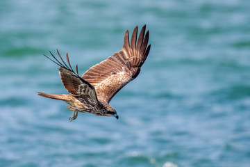 Black Kite  (Milvus migrans) in flight