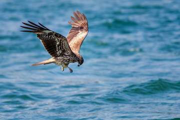 Black Kite  (Milvus migrans) in flight