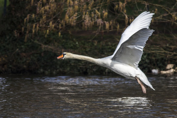 Obraz premium Höckerschwan (Cygnus olor)
