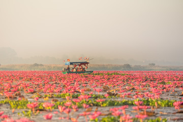 Fototapeta premium Landscape of famous red lotus sea in Thailand