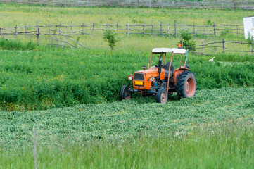 Old orange tractor on freshly cutted grass for farm animals .