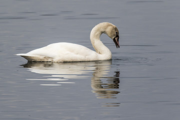 Höckerschwan (Cygnus olor)
