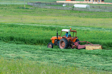 Old orange tractor cutting the grass for farm animals.