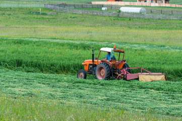 Fototapeta premium Old orange tractor cutting the grass for farm animals.