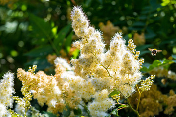 Colors of summer - a beautiful Sunny flowers