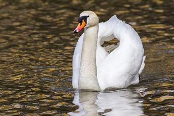 H&ouml;ckerschwan (Cygnus olor)