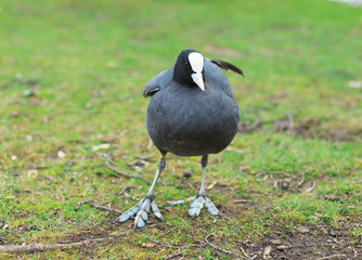 American Coot (Fulica americana), walking on the green grass